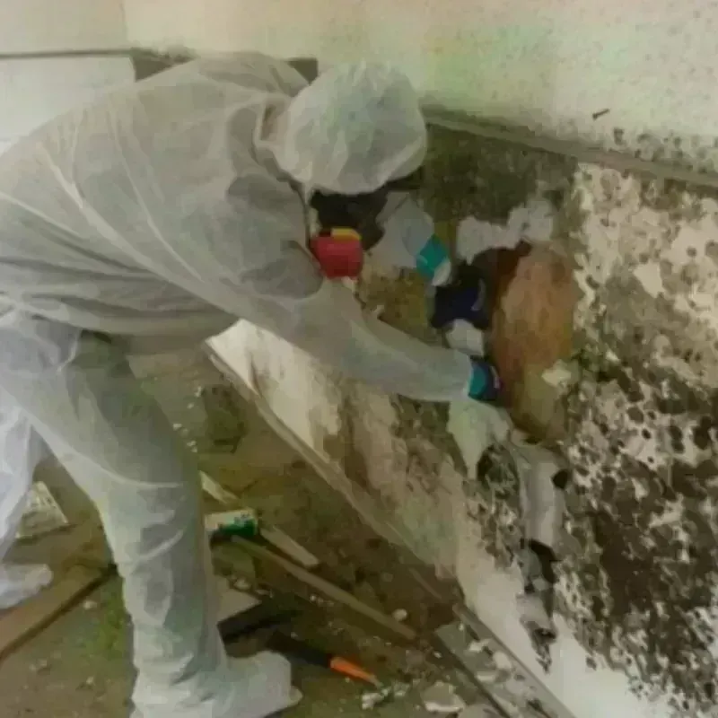 Mold Remediation and Removal in Hertford County, NC